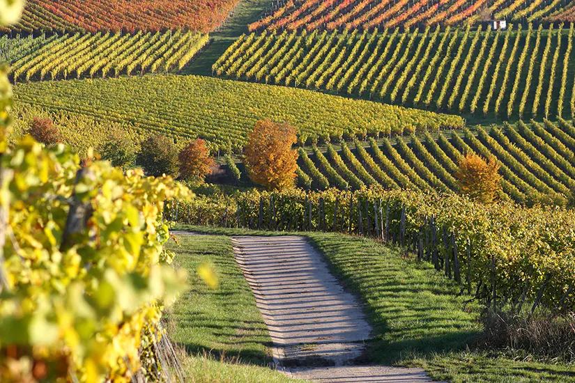 Weinanbaugebiet Rheinhessen