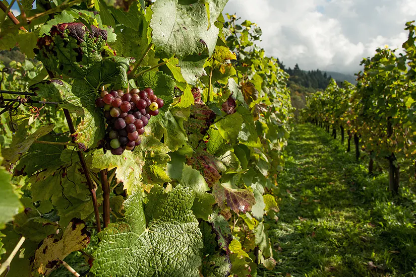 Weinanbaugebiet Sachsen